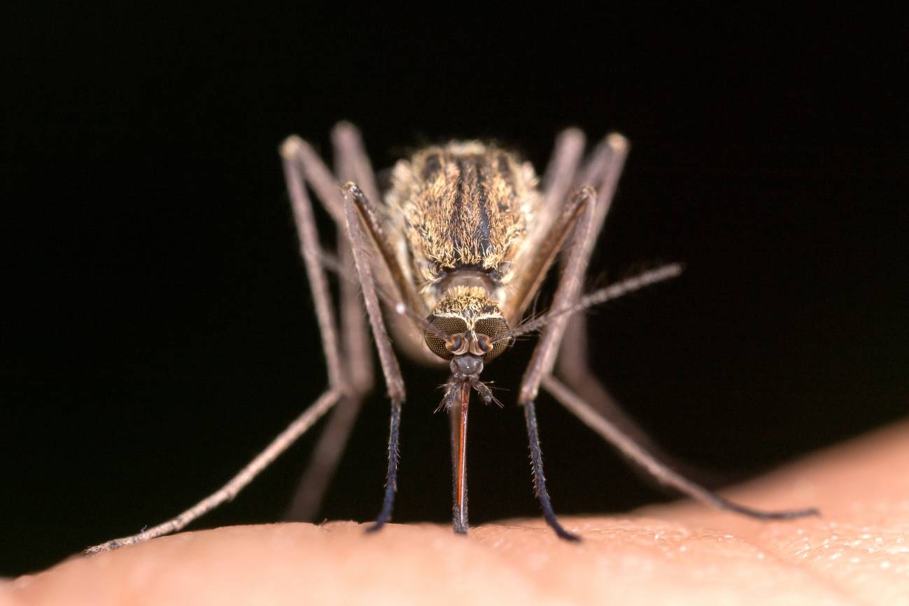 Las preferencias alimentarias de los mosquitos, bajo la lupa evolutiva - Ilustración 1