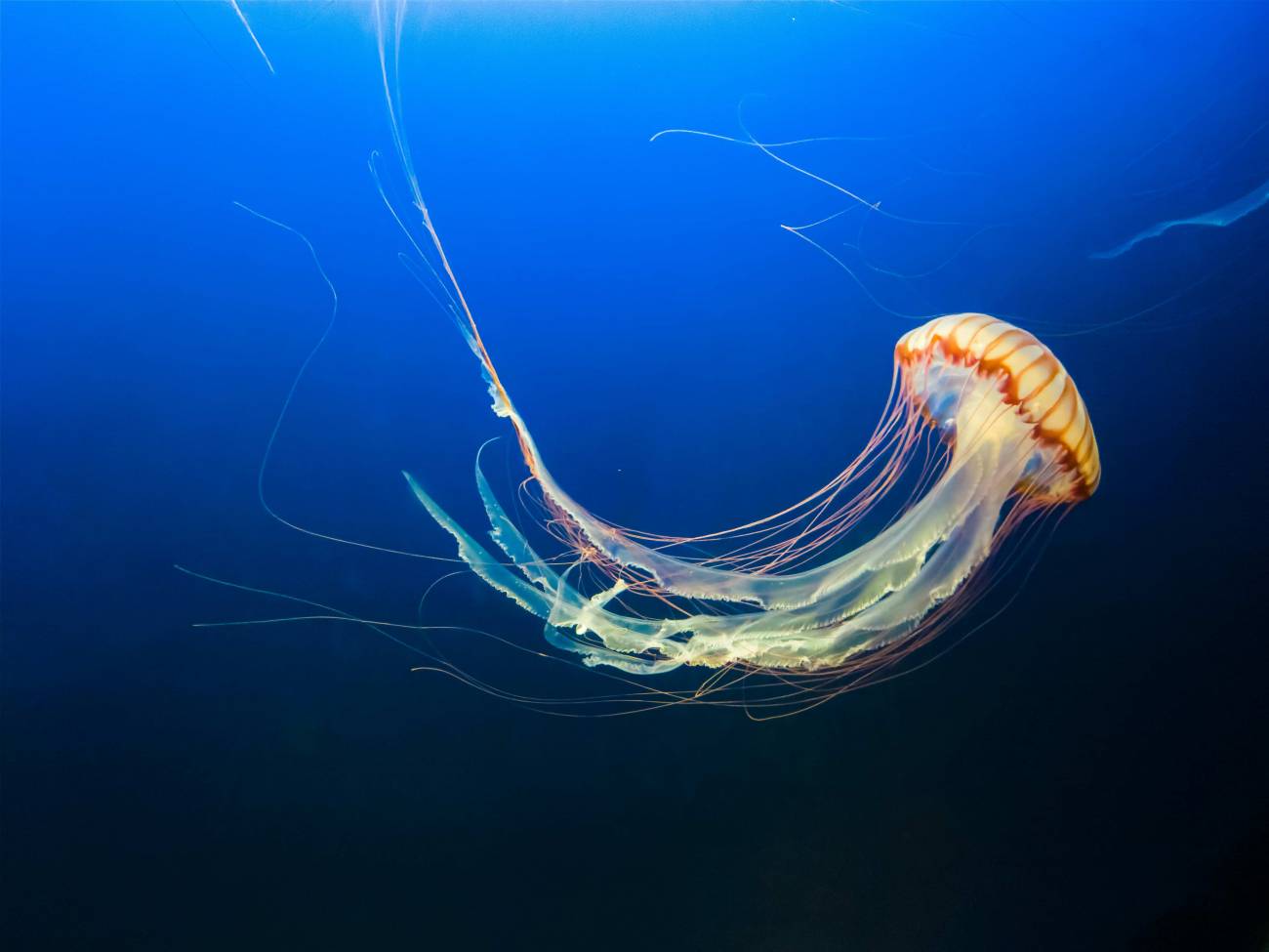 Medusas: un problema más allá de las picaduras - Ilustración 1