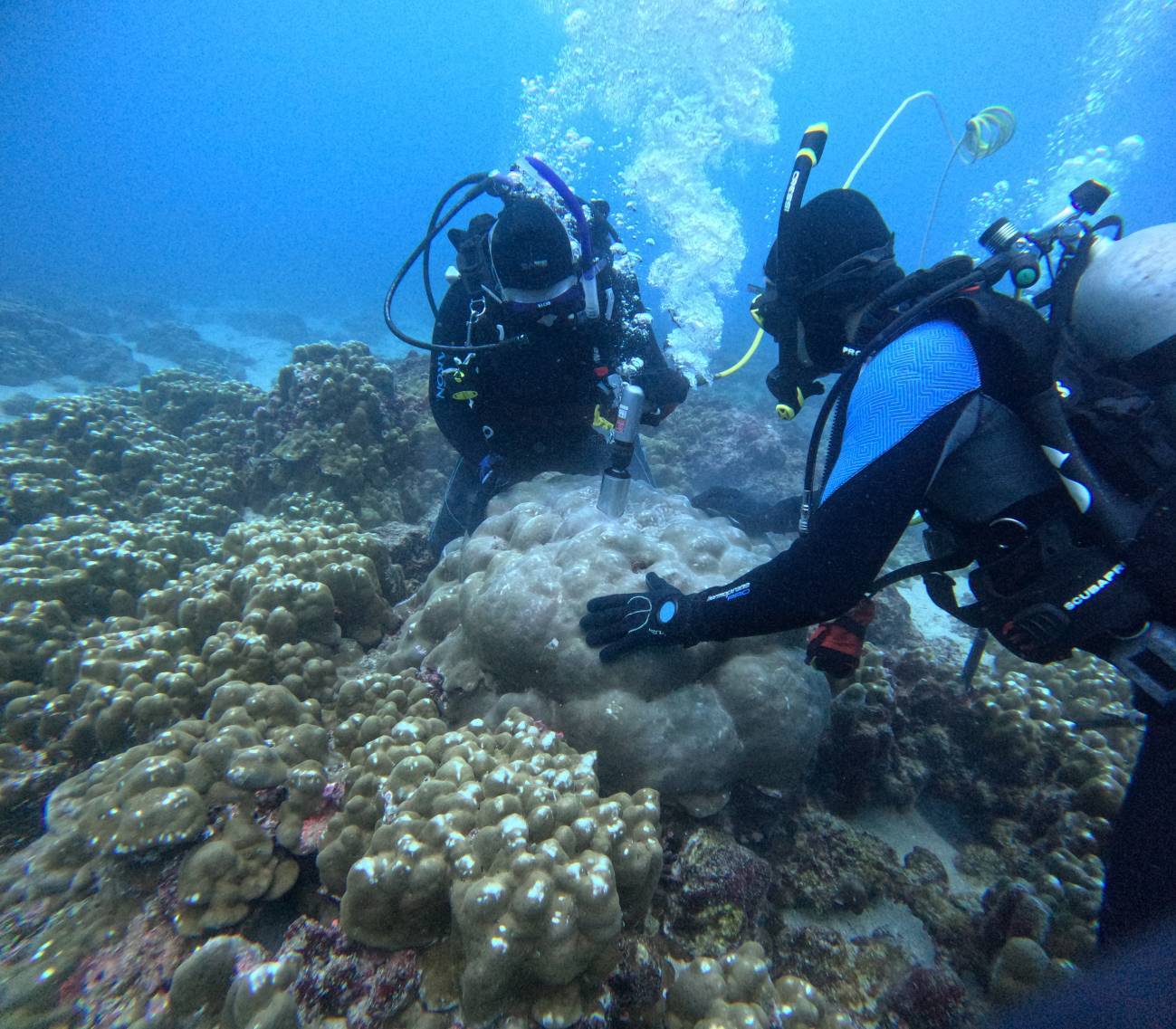 Un registro de 1 000 años en corales muestra una intensificación reciente de El Niño - Ilustración 1