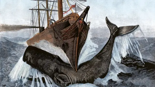 El misterioso órgano de los cachalotes que les da fuerza para hundir barcos - Ilustración 1