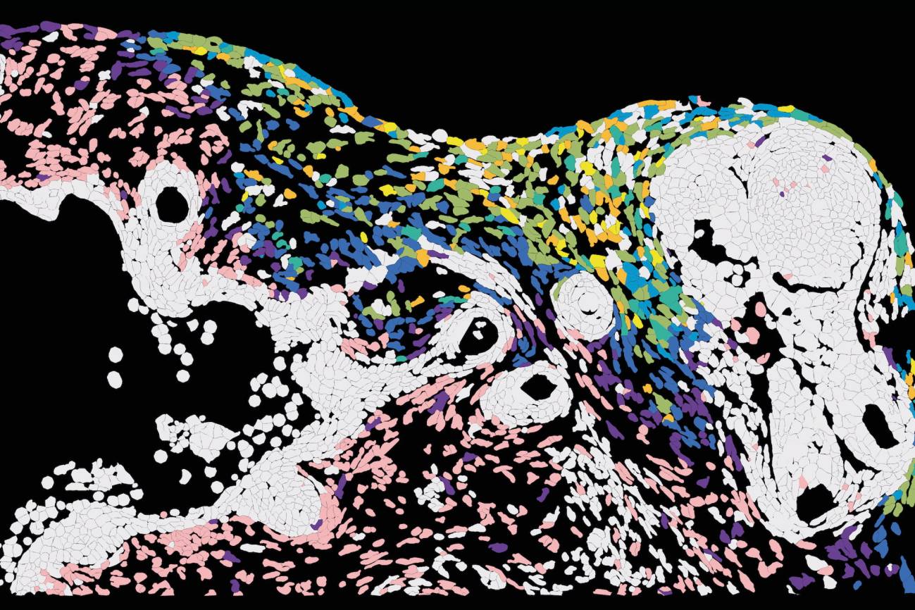 Un estudio cartografía cómo se propaga el virus del herpes en la piel - Ilustración 1