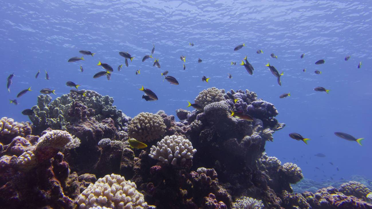 Casi todos los arrecifes de coral del mundo podrían colapsar en los próximos 50 años - Ilustración 1