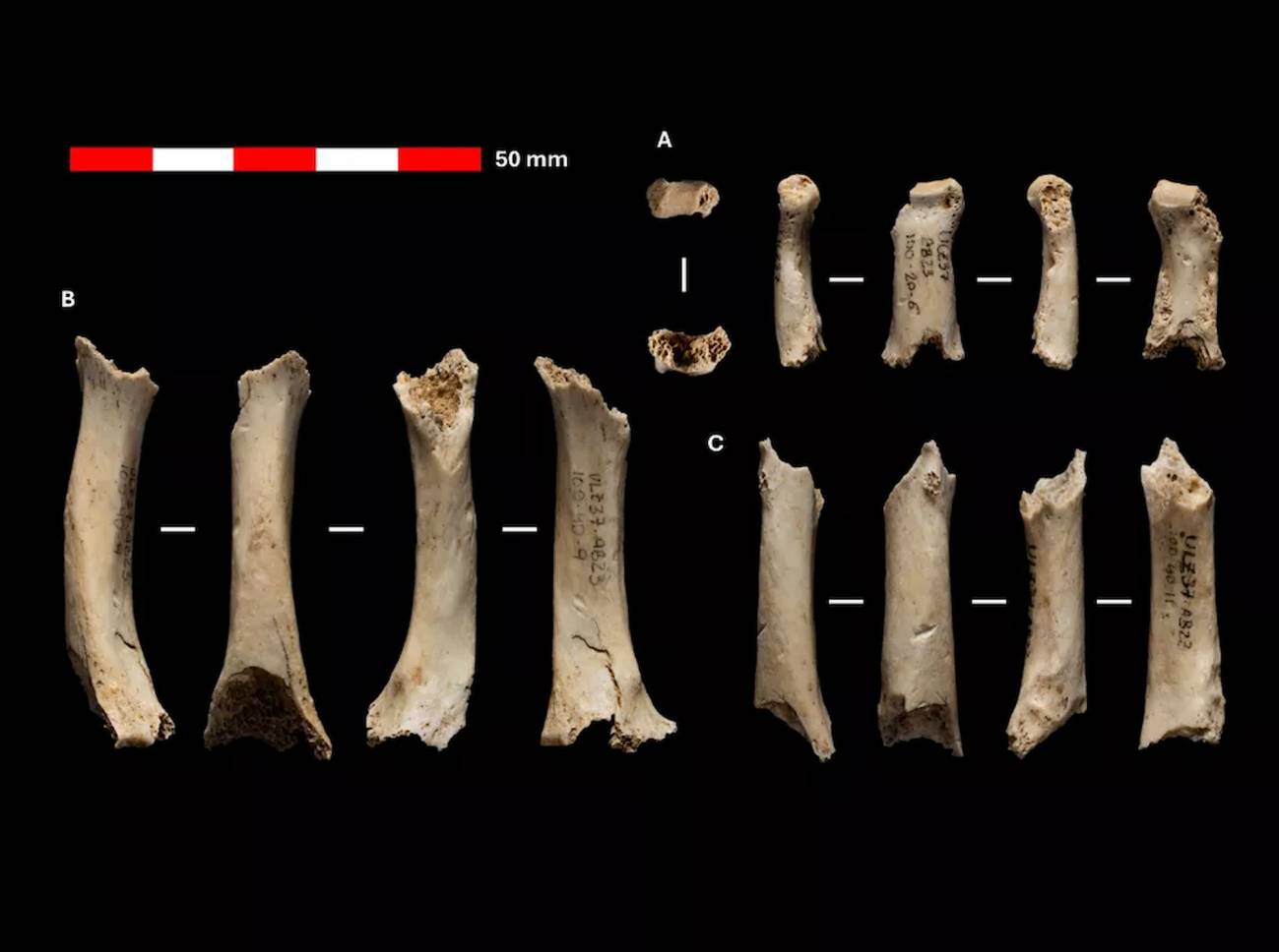 Descubren en Navarra restos de un hombre neandertal de hace 46 000 años - Ilustración 1