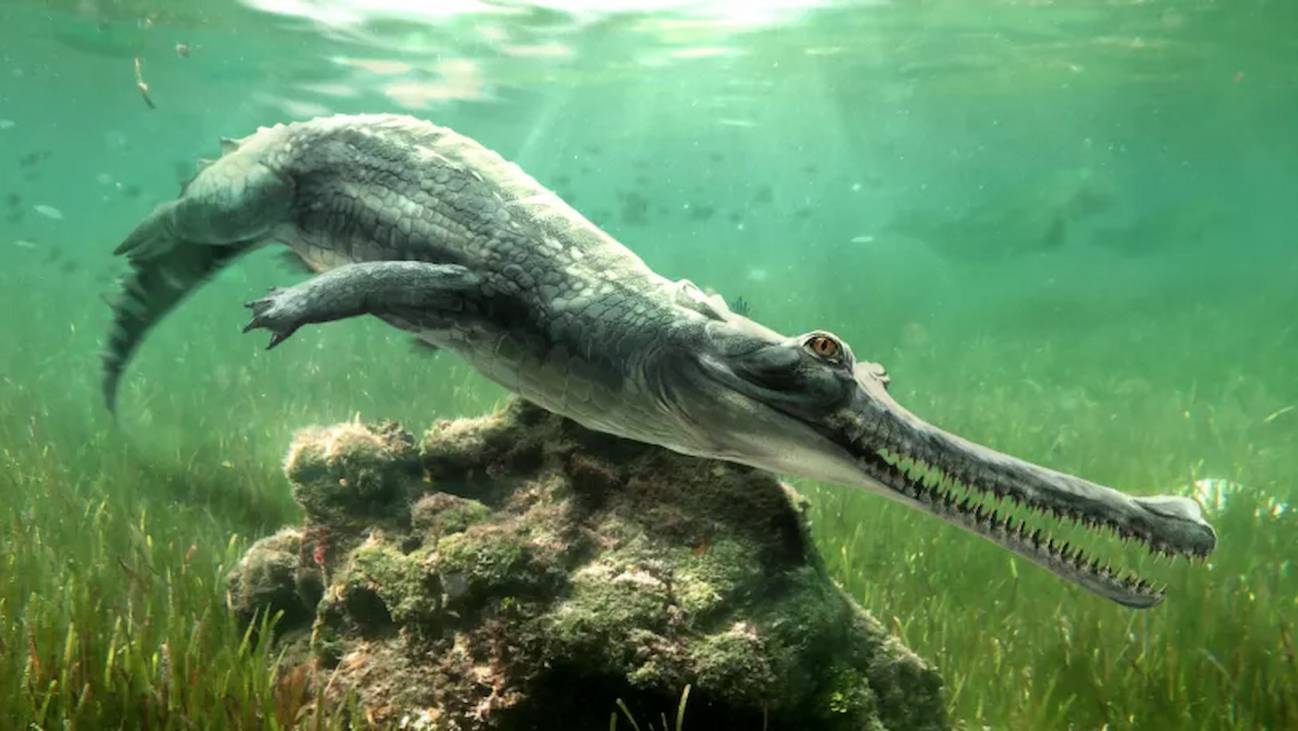 Descubren una nueva especie de cocodrilo extinto en Guiza - Ilustración 1