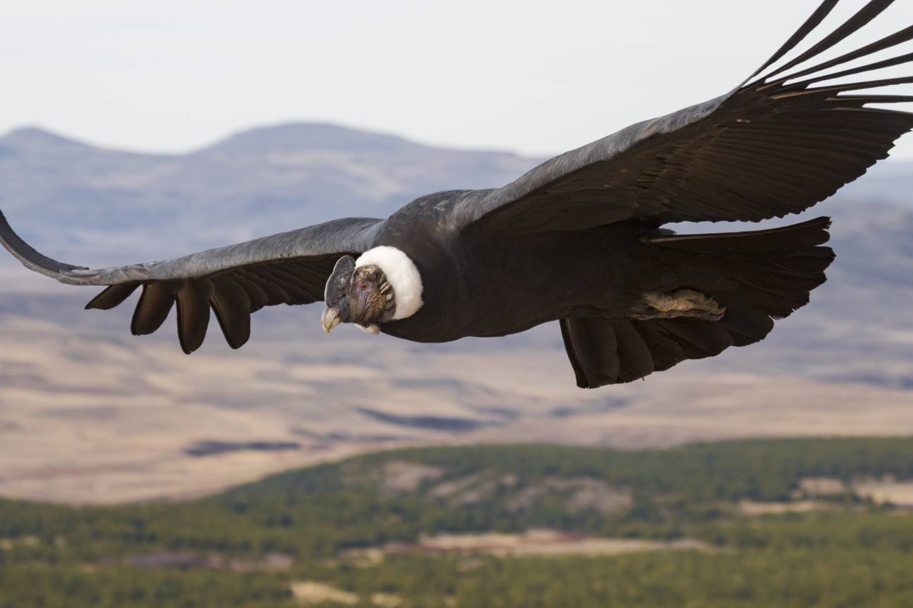 Las aves silvestres reescriben las leyes del transporte: volar puede ser más barato que nadar - Ilustración 1