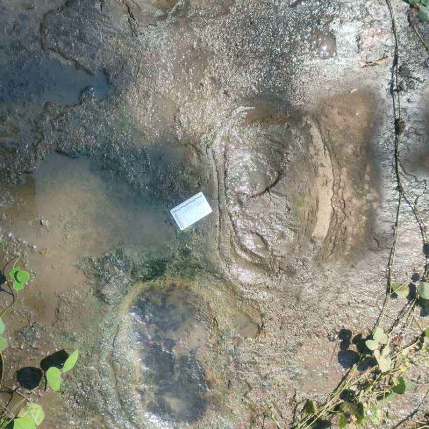 Hallan huellas de dinosaurios carnívoros y herbívoros de hace unos 65 millones de años en Michoacán - Ilustración 2