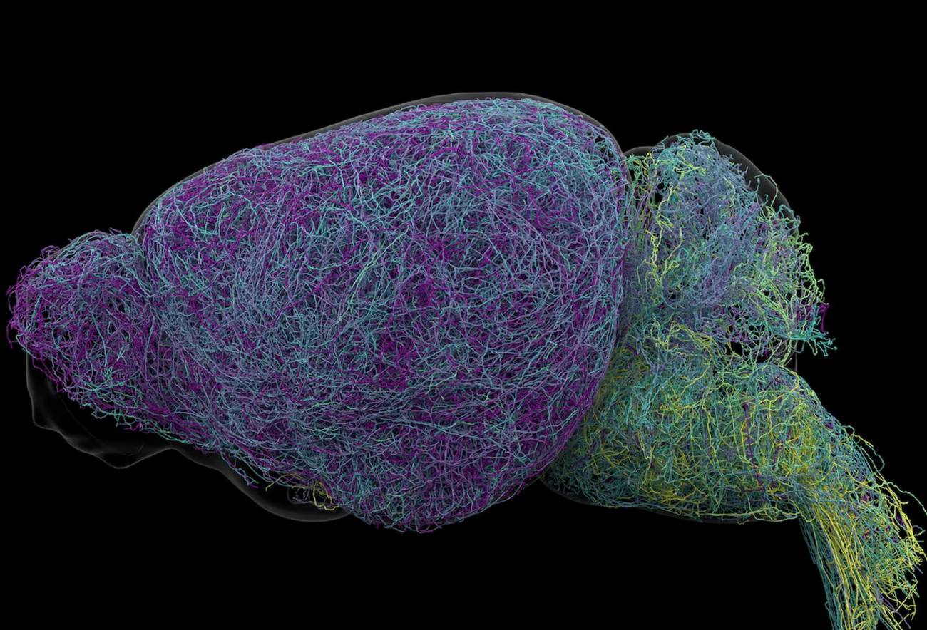 Nuevas claves sobre cómo aprende el cerebro tras hallar la neurona más larga vista en un ratón - Ilustración 1