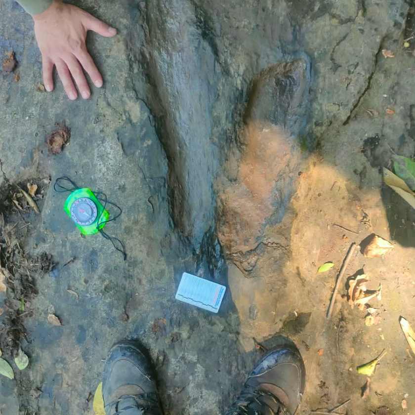Hallan huellas de dinosaurios carnívoros y herbívoros de hace unos 65 millones de años en Michoacán - Ilustración 1
