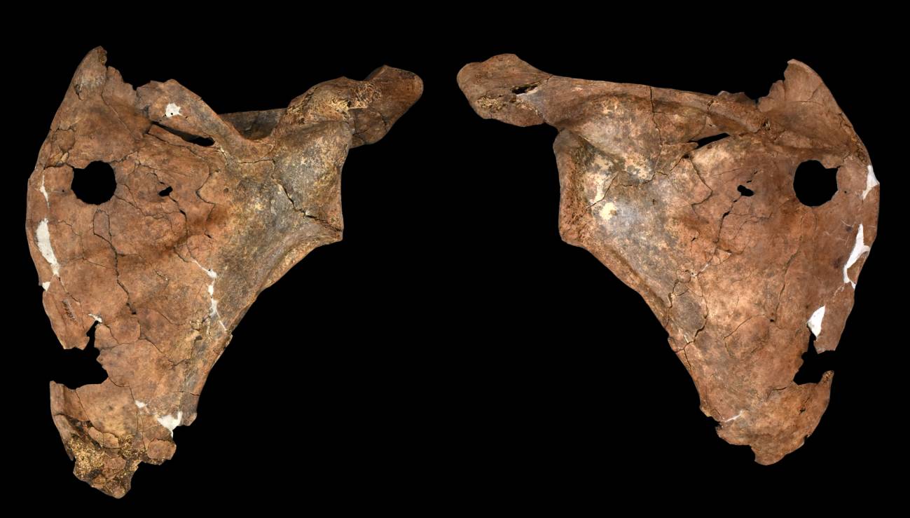 Una lesión en un hueso neandertal podría ser la evidencia más antigua de un ataque con lanza de madera - Ilustración 1